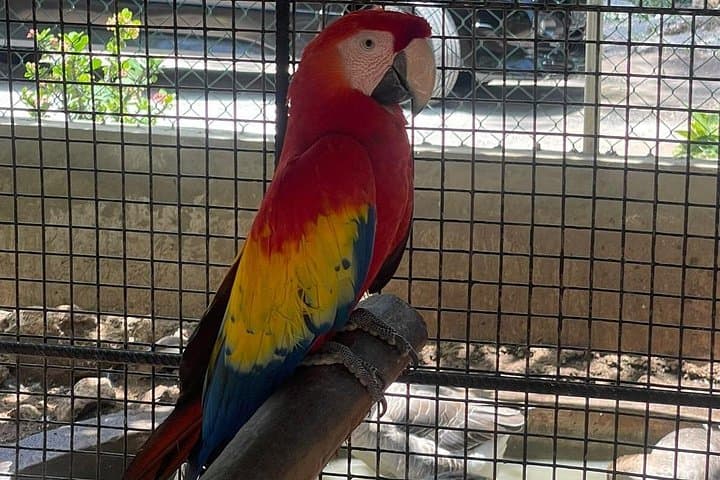 Montego Bay Bird Farm and Beach Day: Aviary Encounters, Jerk Chicken & Shopping photo 1