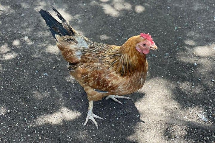 Montego Bay Bird Farm and Beach Day: Aviary Encounters, Jerk Chicken & Shopping photo 2