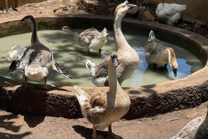 Montego Bay Bird Farm and Beach Day: Aviary Encounters, Jerk Chicken & Shopping photo 3
