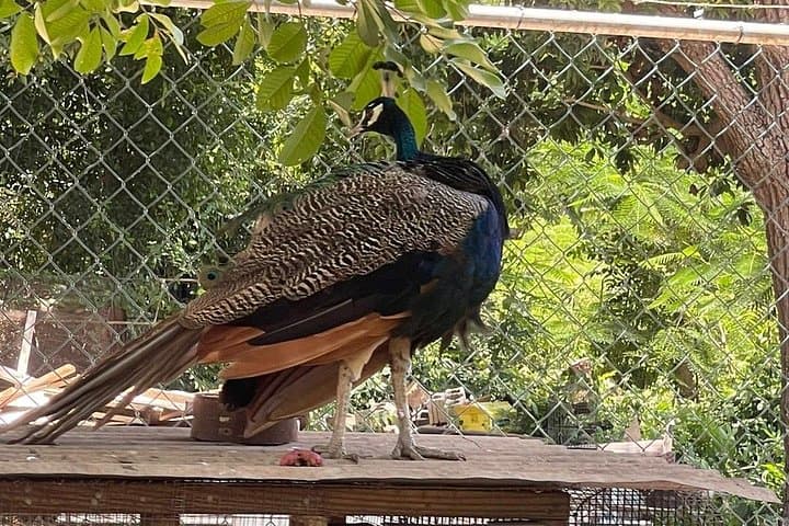 Montego Bay Bird Farm and Beach Day: Aviary Encounters, Jerk Chicken & Shopping photo 4