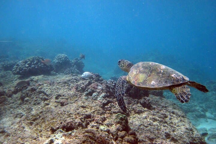 Private Oahu Island Tour with Turtle Snorkel and Waikiki Sail photo 2