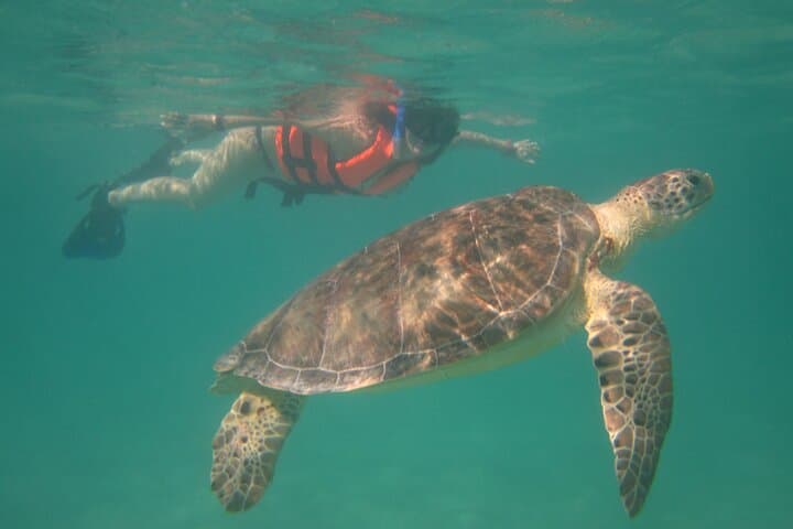 Swim with Sea Turtles and an Underground Cenote — Akumal Snorkel & Cavern Tour photo 1