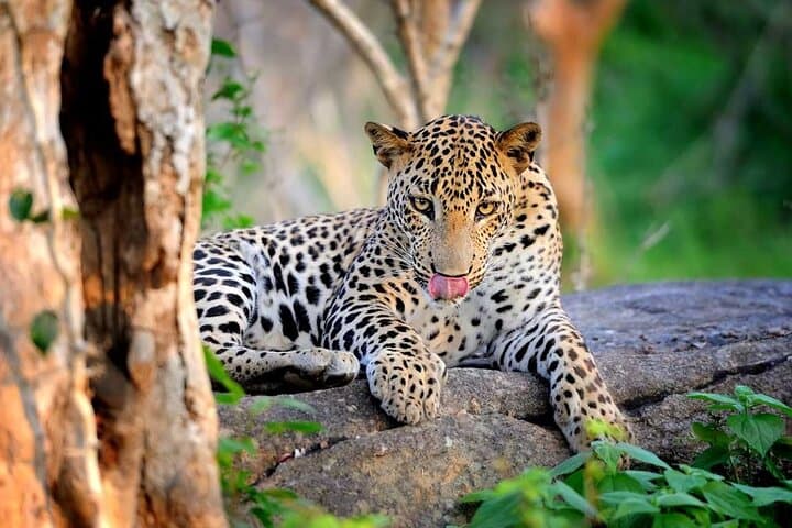 Wilpattu National Park Jeep Safari: Leopard Encounters & Willu Wetlands photo 4