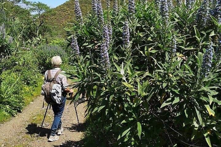 Gran Canaria Private Walks — Custom Hiking & Cultural Tours in Mogán photo 4
