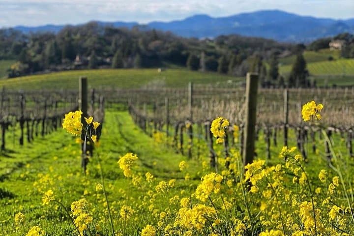 Discover Napa Valley's Hidden Wineries: Intimate Tour with a Local Sommelière photo 4