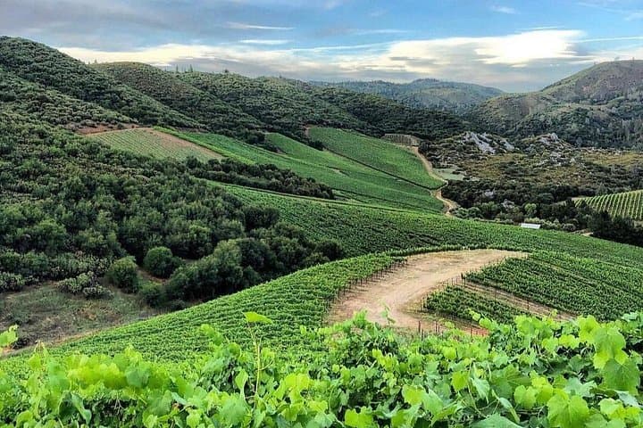 Discover Napa Valley's Hidden Wineries: Intimate Tour with a Local Sommelière photo 6