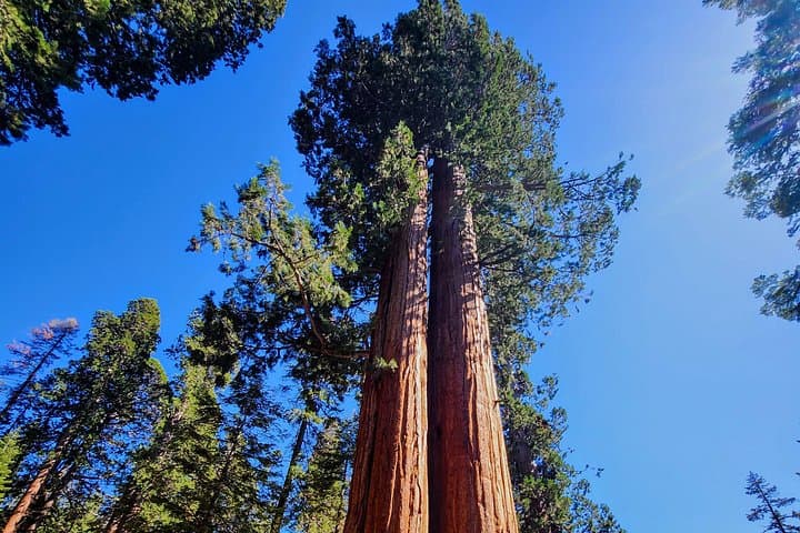 Private Sequoia & Kings Canyon Tour with Former Park Rangers photo 2