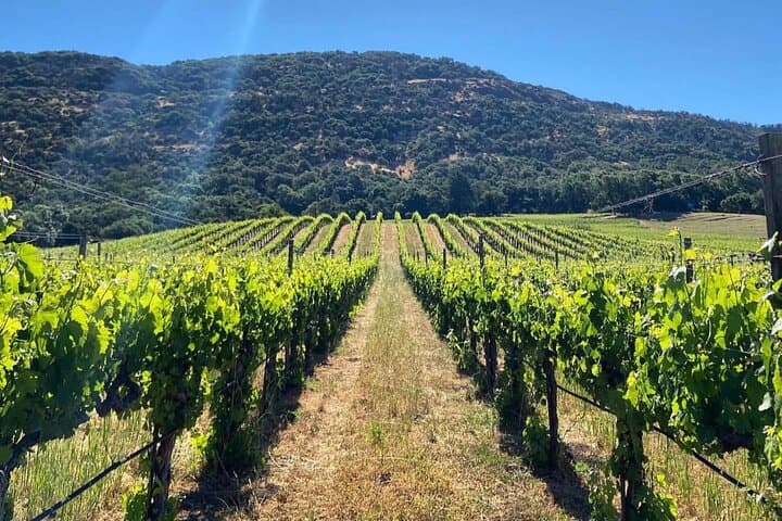 Discover Sonoma's Natural Wineries: Small-Group Natural Wine Tour photo 5