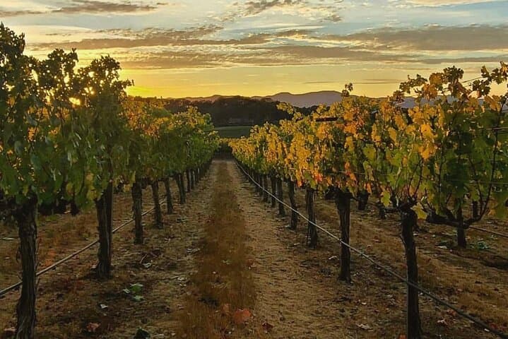 Discover Sonoma's Natural Wineries: Small-Group Natural Wine Tour photo 6