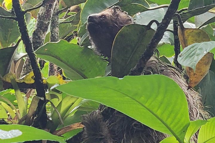Rio Celeste Day Hike, Sloth Sanctuary & Katira Labyrinth — Day Trip from Tamarindo photo 6