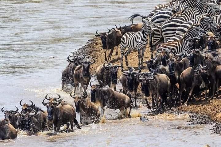 Private Maasai Mara Safari: 3-Day Wildebeest Migration & Big Five Game Drives