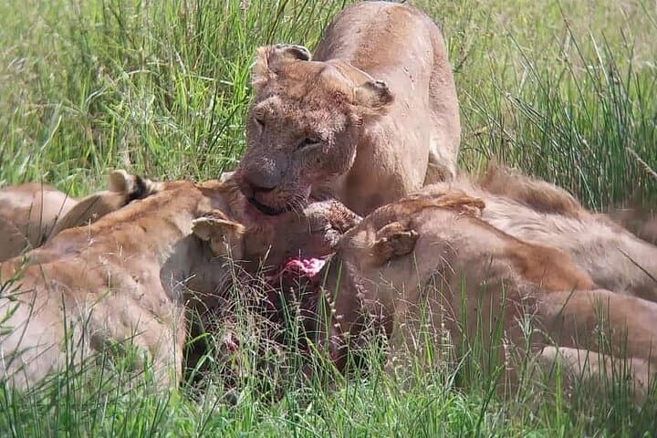 Private Maasai Mara Safari: 3-Day Wildebeest Migration & Big Five Game Drives photo 3