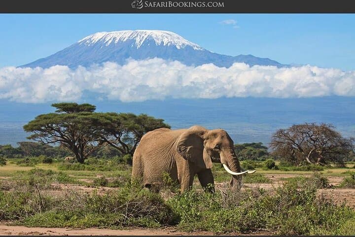 Overnight Amboseli Safari from Nairobi — Elephants, Kilimanjaro & Private Game Drives photo 2