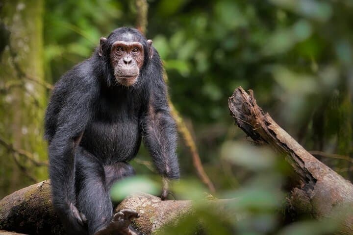 4-Day Chimpanzee Trekking Safari in Kibale Forest, Uganda