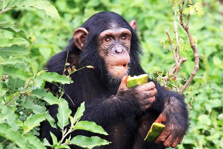 4-Day Chimpanzee Trekking Safari in Kibale Forest, Uganda photo 2