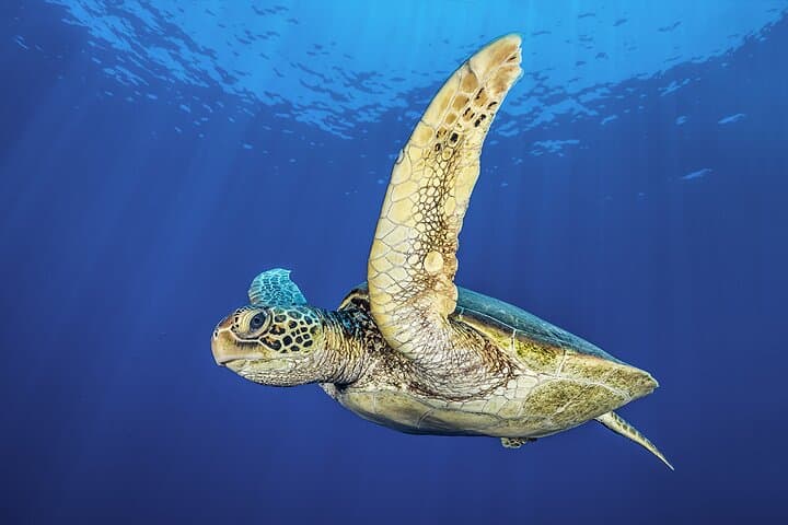 Discover Scuba Diving at Green Bay, Protaras — Private Guided Dives for Beginners photo 4
