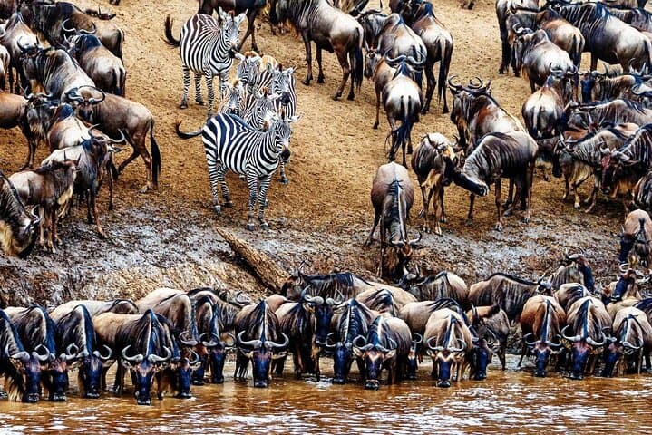 5-Day Private Wildebeest Migration Safari: Tarangire, Ngorongoro & Serengeti photo 1