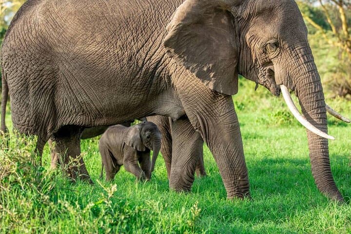 4-Day Elephant Safari in Tanzania: Serengeti & Ngorongoro Sustainable Wildlife Experience