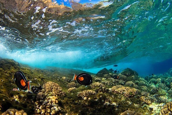 Molokini & Turtle Arches Two-Stop Snorkel Adventure from Maui photo 2