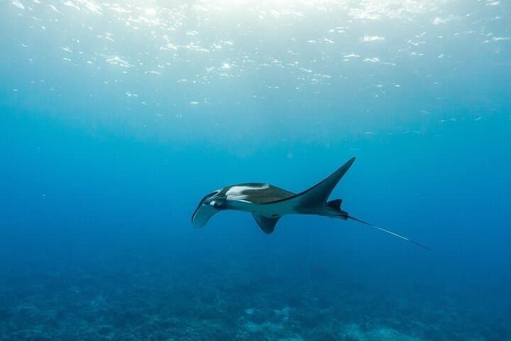 Molokini & Turtle Arches Two-Stop Snorkel Adventure from Maui photo 3