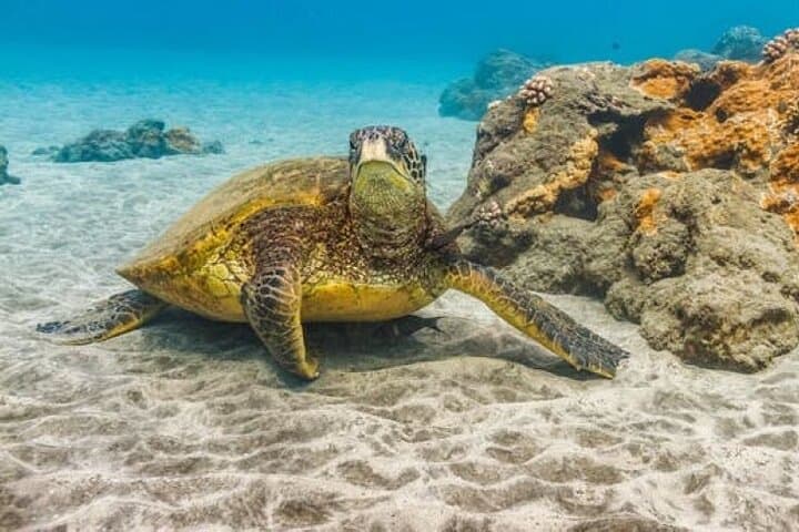 Molokini & Turtle Arches Two-Stop Snorkel Adventure from Maui photo 6