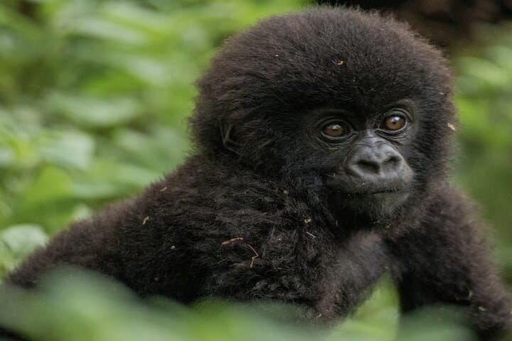 3-Day Private Rwanda Gorilla & Golden Monkey Trek in Volcanoes National Park