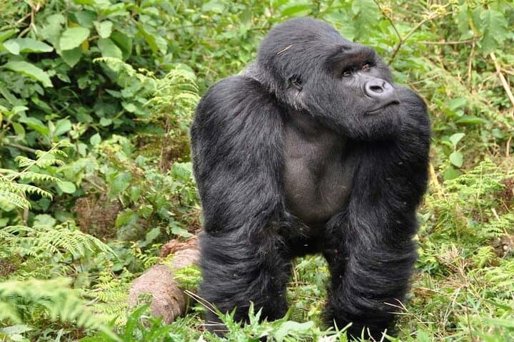3-Day Private Rwanda Gorilla & Golden Monkey Trek in Volcanoes National Park photo 2