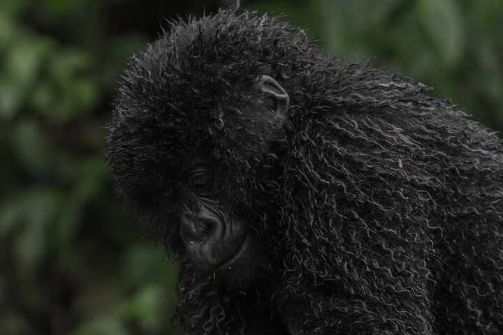 3-Day Private Rwanda Gorilla & Golden Monkey Trek in Volcanoes National Park photo 3