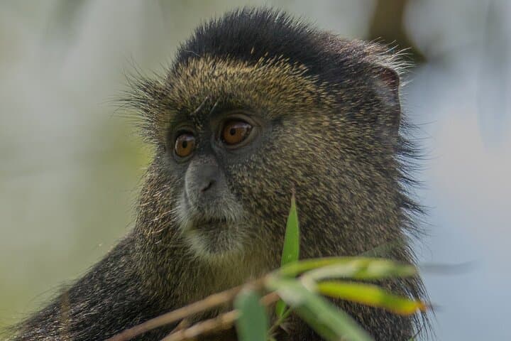3-Day Private Rwanda Gorilla & Golden Monkey Trek in Volcanoes National Park photo 5