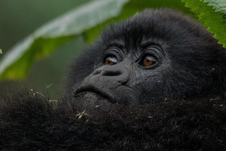 3-Day Private Rwanda Gorilla & Golden Monkey Trek in Volcanoes National Park photo 6
