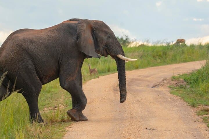 10-Day Private Uganda Safari — Gorillas, Chimpanzees & Classic Game Drives