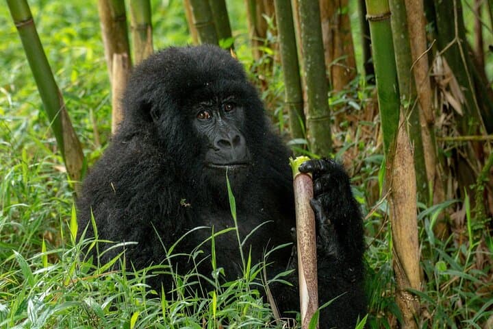 10-Day Private Uganda Safari — Gorillas, Chimpanzees & Classic Game Drives photo 2