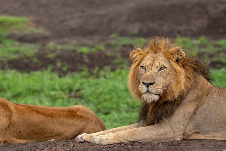 10-Day Private Uganda Safari — Gorillas, Chimpanzees & Classic Game Drives photo 3