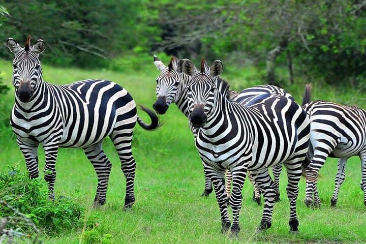 10-Day Private Uganda Safari — Gorillas, Chimpanzees & Classic Game Drives photo 4