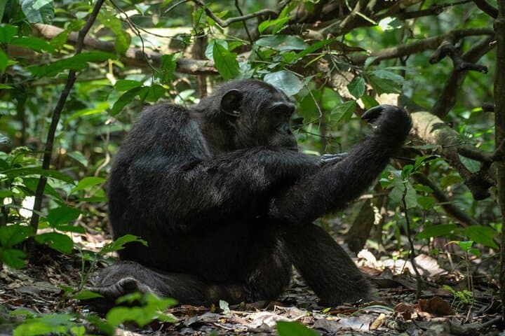10-Day Private Uganda Safari — Gorillas, Chimpanzees & Classic Game Drives photo 5