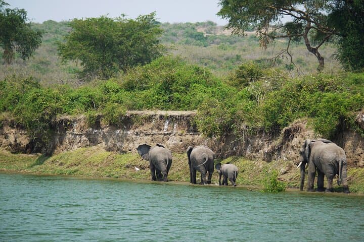 10-Day Private Uganda Safari — Gorillas, Chimpanzees & Classic Game Drives photo 6