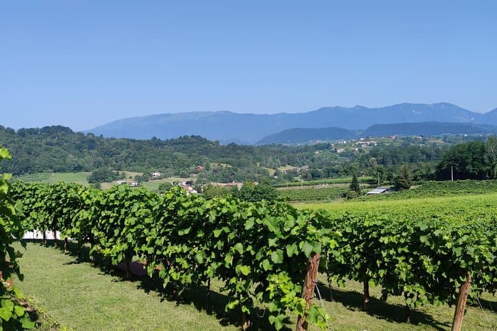 Prosecco Superiore DOCG Vineyard Walk and Tasting near Valdobbiadene photo 2
