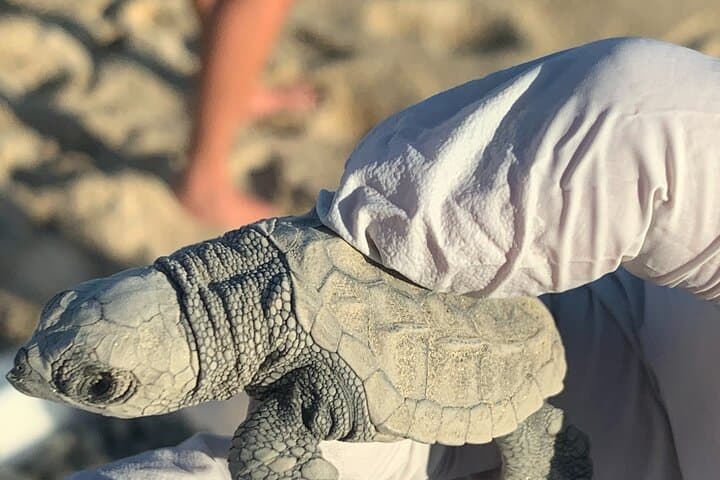 Los Cabos Turtle Release Eco-Experience: Adopt and Release Sea Turtles in San José del Cabo photo 5