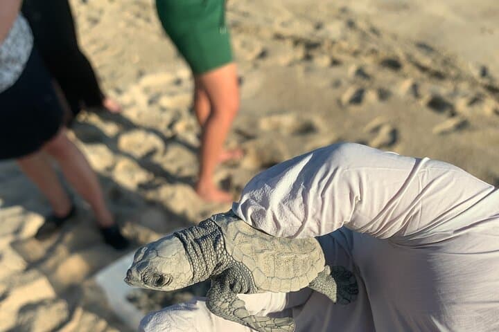 Los Cabos Turtle Release Eco-Experience: Adopt and Release Sea Turtles in San José del Cabo photo 6