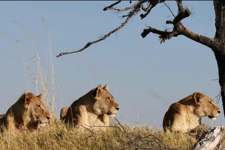 8-Day Victoria Falls, Chobe & Okavango Delta Safari — Waterways, Big Game & Delta Mokoro photo 3