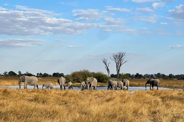 8-Day Victoria Falls, Chobe & Okavango Delta Safari — Waterways, Big Game & Delta Mokoro photo 5