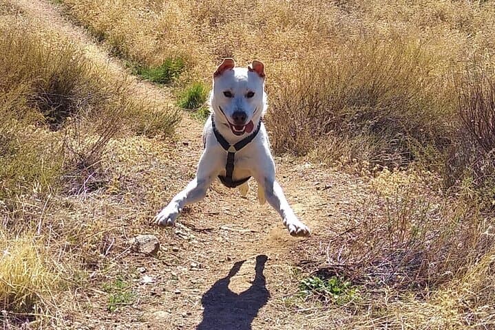 Sunset Hike & Summit Sierra Nevada — Private Dog-Friendly Tour photo 2