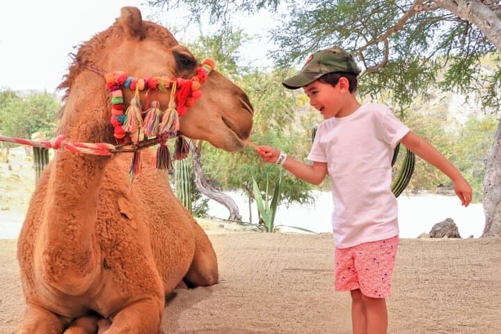 Canyon Camel Ride in Los Cabos — Wild Canyon Adventure Park Experience