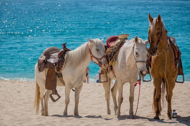 Horseback Riding to Macao and Uvero Alto Beaches — Punta Cana Coastal Trail Ride photo 3