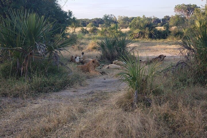 Exclusive 1-Night Rustic Luxury Safari at Makubi, Nyerere National Park photo 4