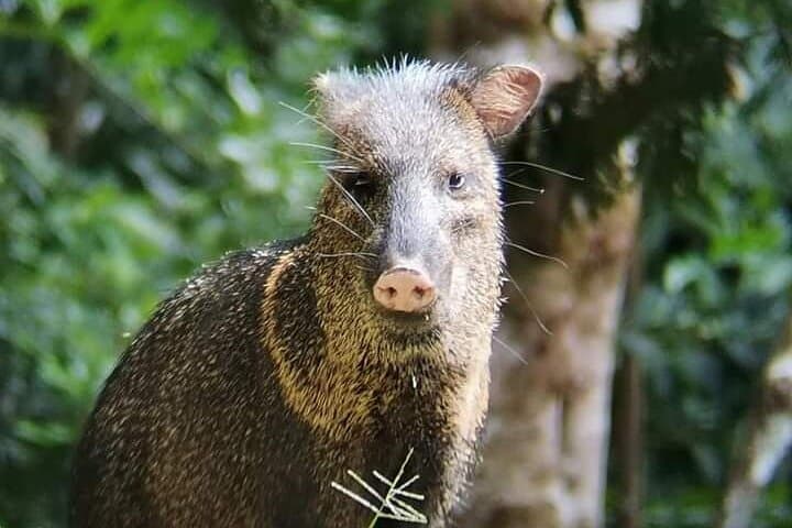 Guided Monteverde Cloud Forest Walk — John's Nature Tours photo 2