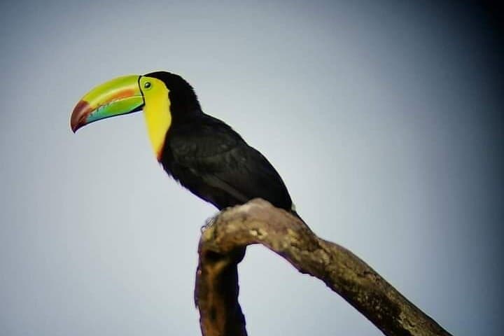 Guided Monteverde Cloud Forest Walk — John's Nature Tours photo 4
