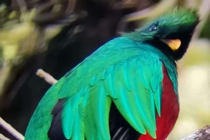Guided Monteverde Cloud Forest Walk — John's Nature Tours photo 6