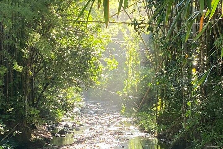 Visit PAPA PEDRO: Artisan Winery & Distillery Tour in Maricao, Puerto Rico photo 3