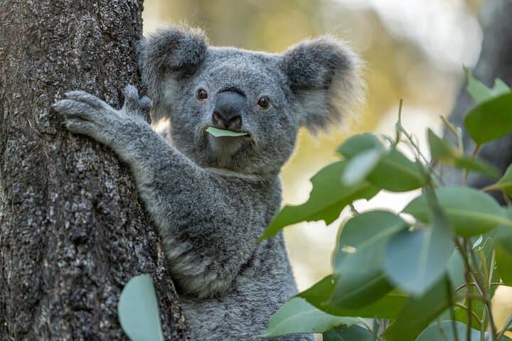 Taronga Zoo Wild Australia Experience — Behind-the-Scenes Wildlife Tour in Sydney photo 5